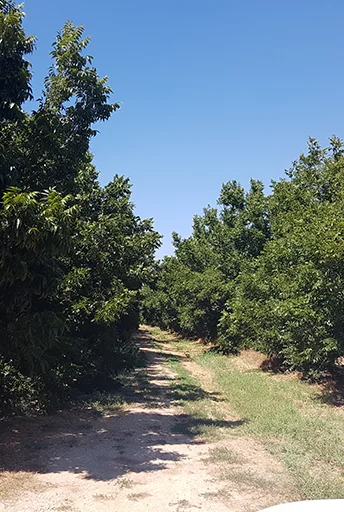 Protection for Pecan Grove’s Drip Irrigation in Israel
